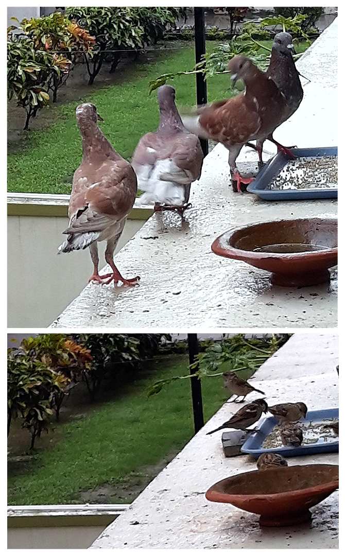 Pigeons and sparrows of Kolkata